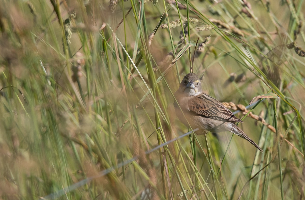 Dickcissel - ML620506948