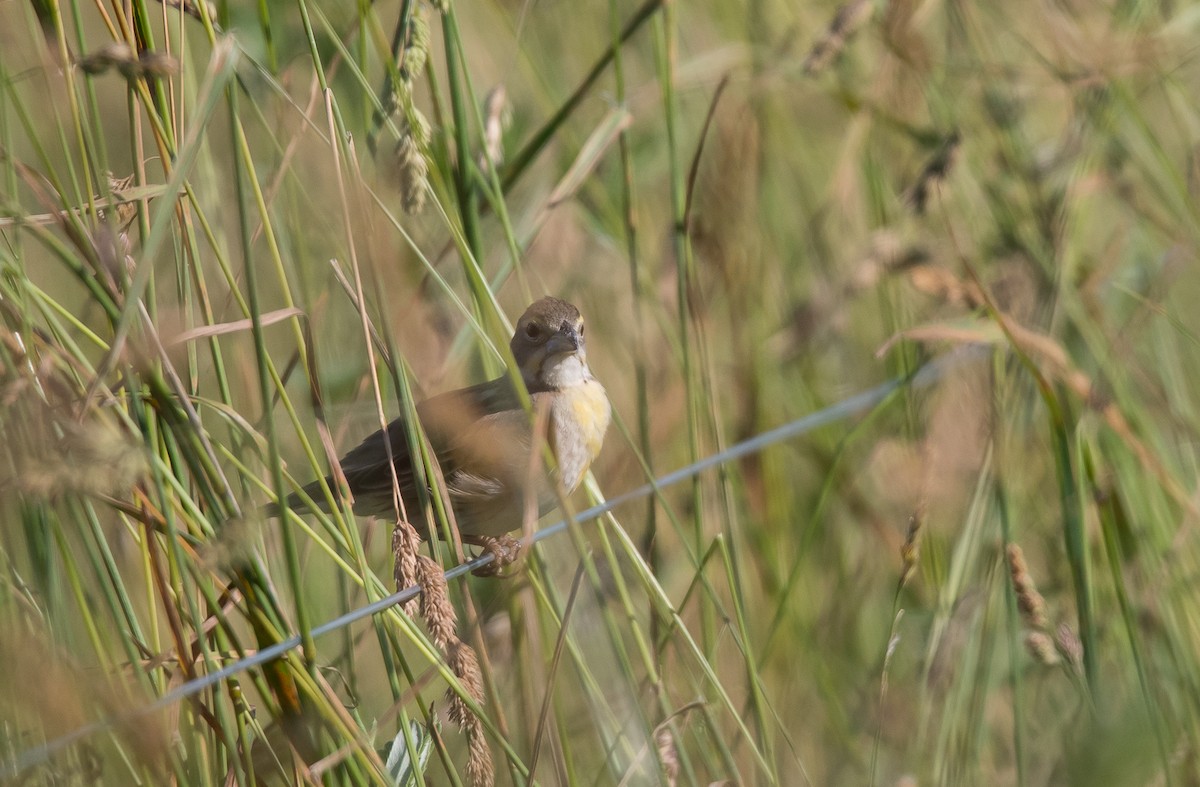 Dickcissel - ML620506949