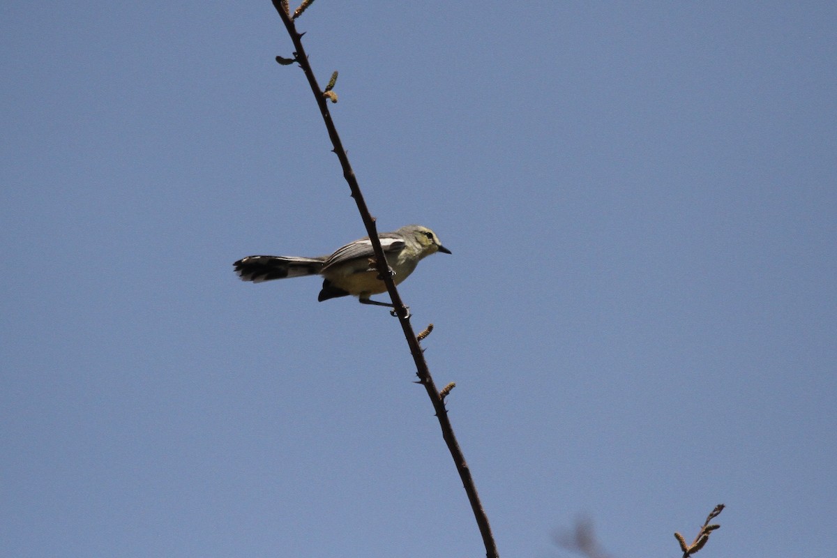 Greater Wagtail-Tyrant - ML620506950