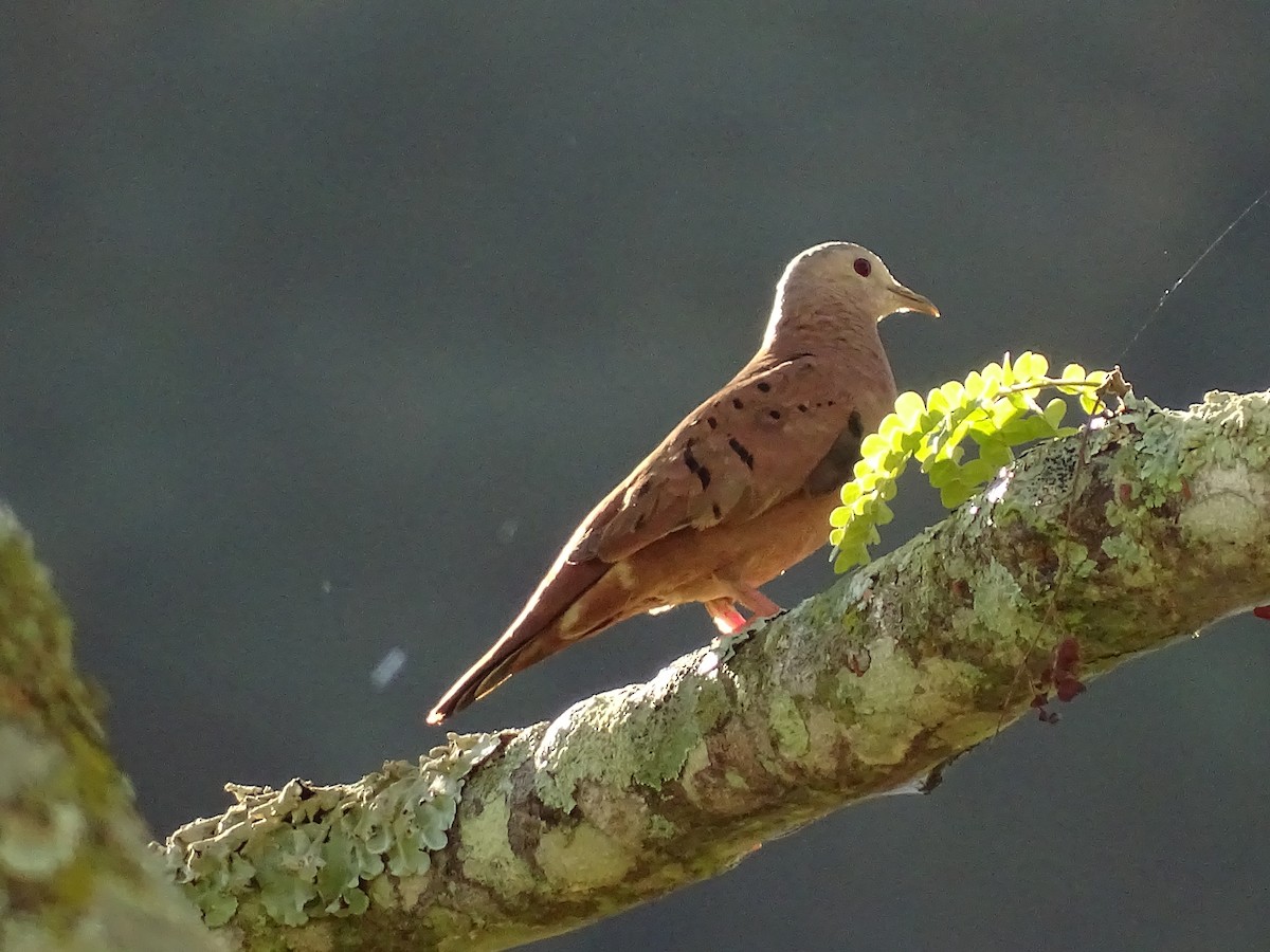 Ruddy Ground Dove - ML620506951