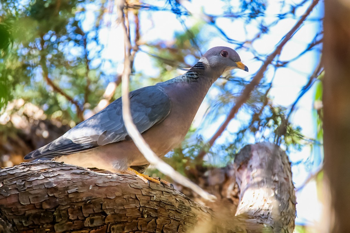 Pigeon à queue barrée - ML620506953