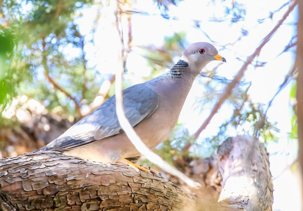 Pigeon à queue barrée - ML620506954