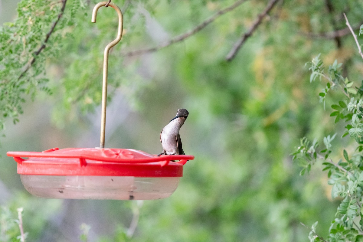 Black-chinned Hummingbird - ML620506957