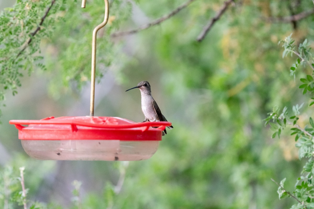 Black-chinned Hummingbird - ML620506958