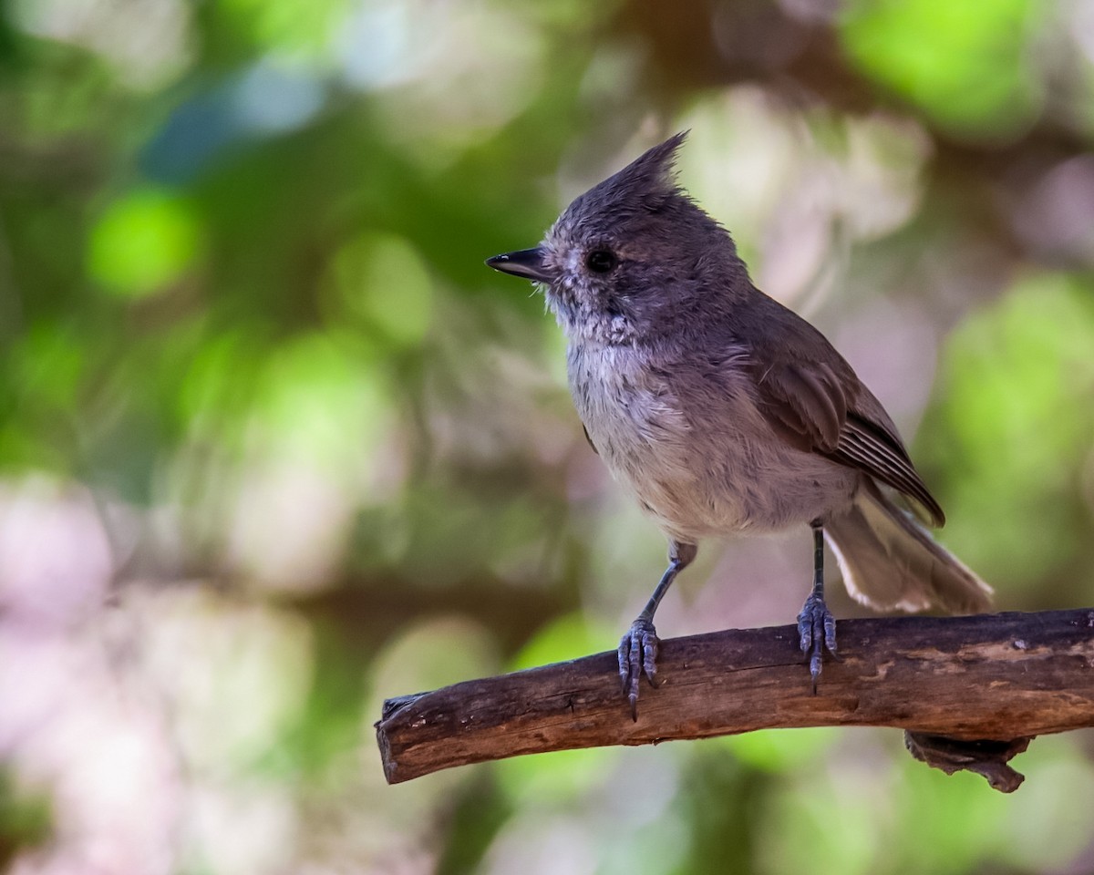 Juniper Titmouse - Steven Klingler