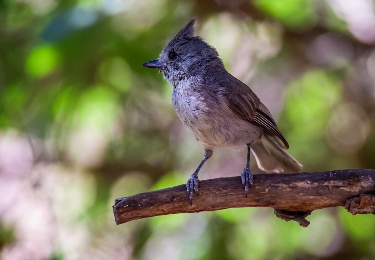 Mésange des genévriers - ML620506961