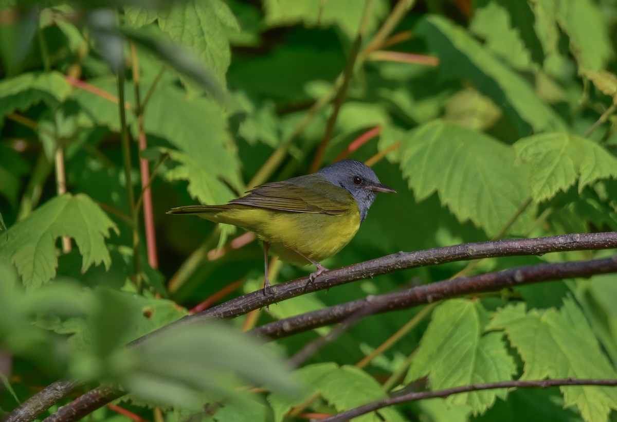 Mourning Warbler - ML620506964
