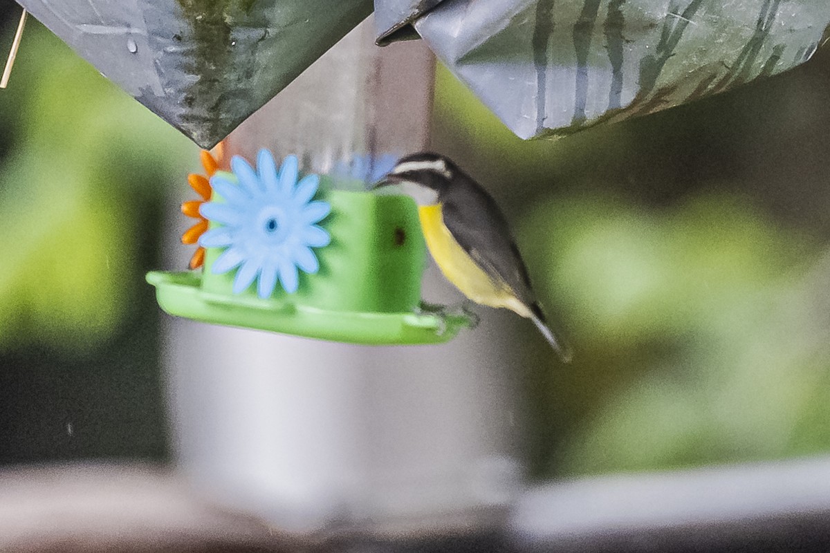 Bananaquit - ML620506966