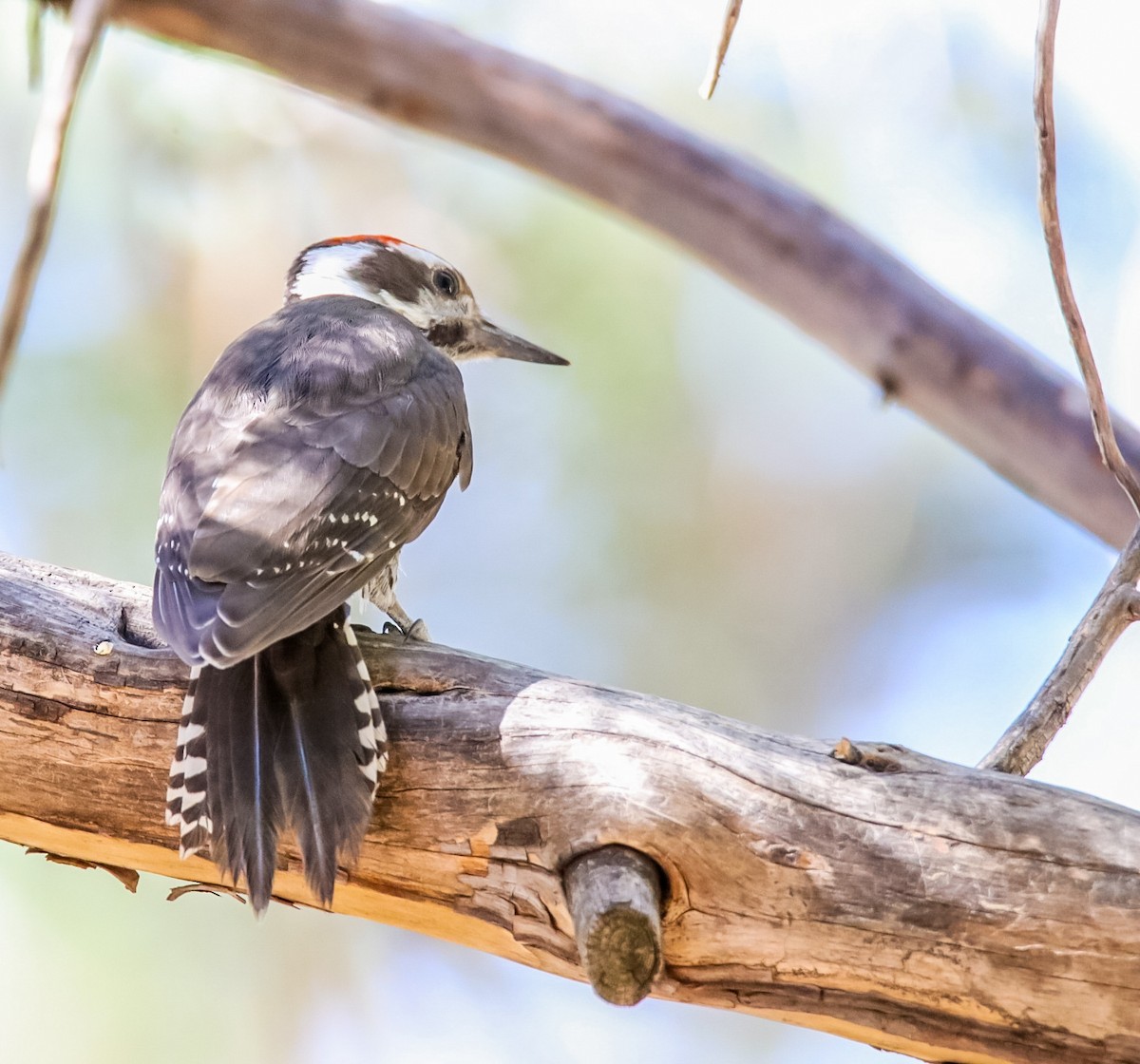 Arizona Woodpecker - ML620506969