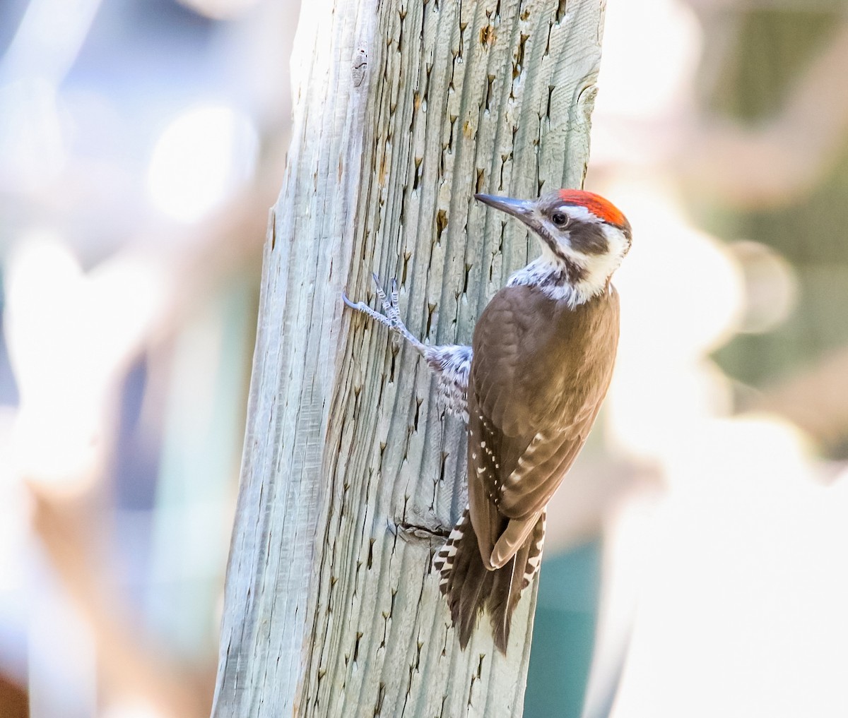 Arizona Woodpecker - ML620506970