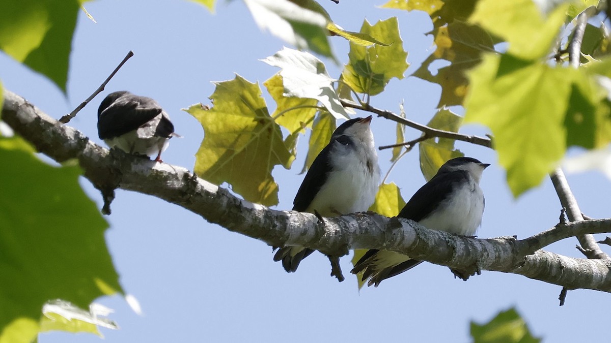 Tree Swallow - ML620506972