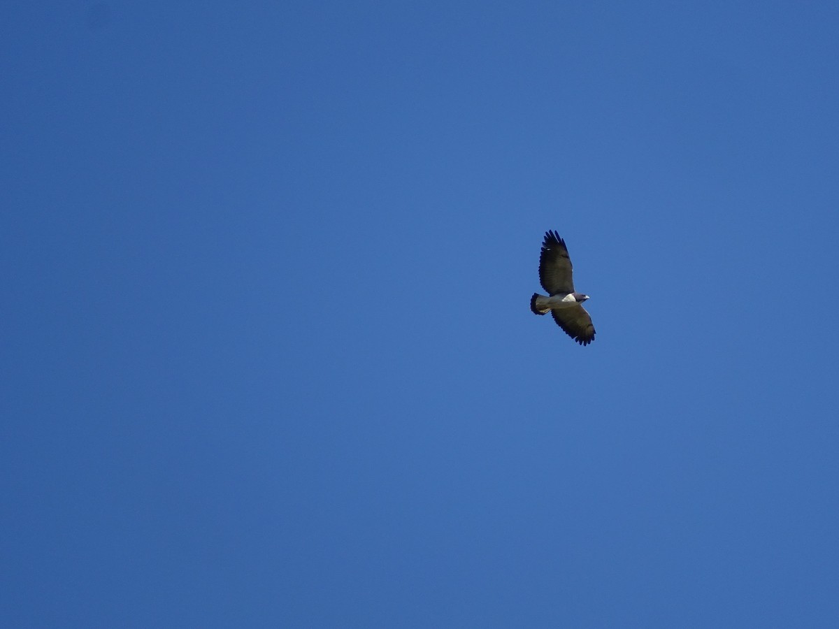 White-tailed Hawk - ML620506973