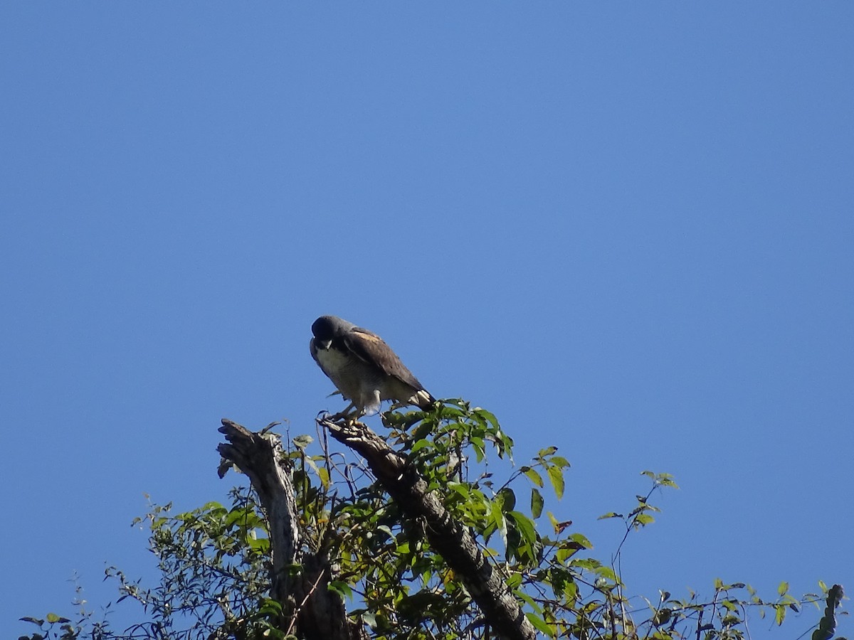 White-tailed Hawk - ML620506974