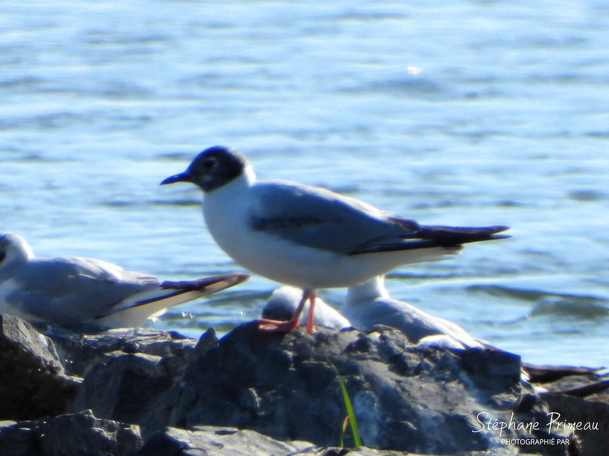 Bonaparte's Gull - ML620506986