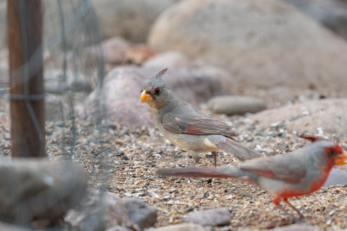 Cardinal pyrrhuloxia - ML620506990