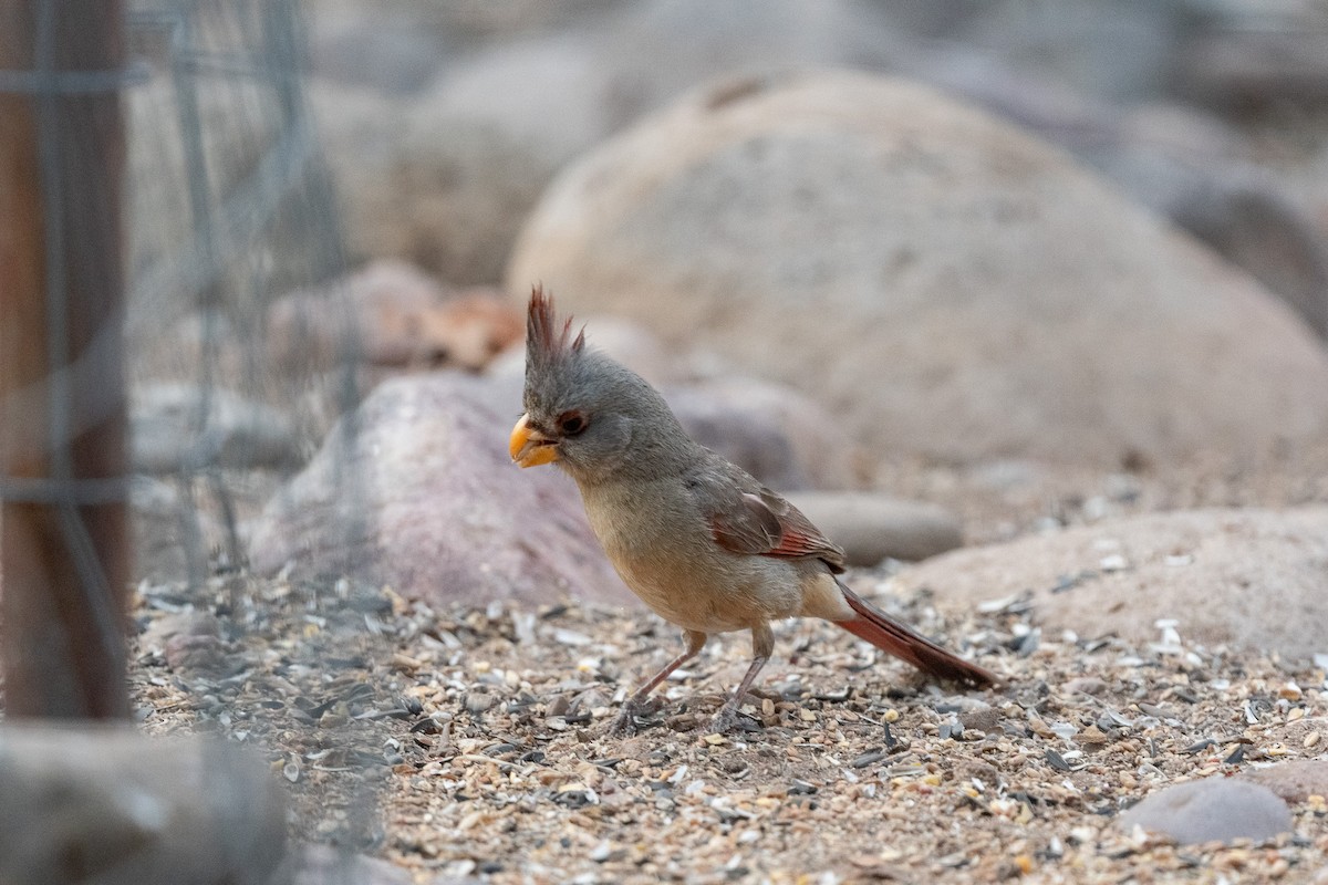 Cardinal pyrrhuloxia - ML620506993