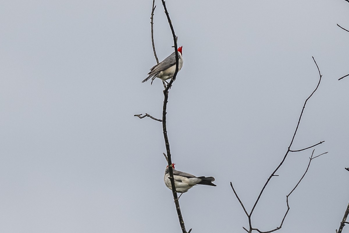Red-crested Cardinal - ML620506997