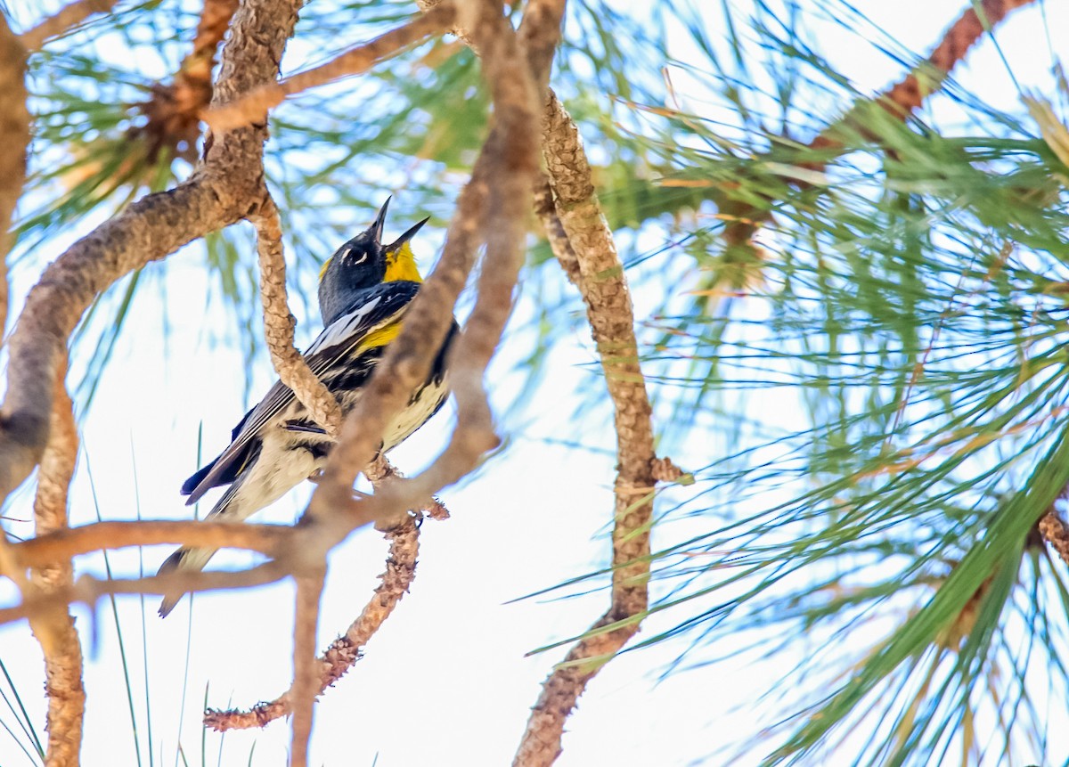 Yellow-rumped Warbler (Audubon's) - Steven Klingler