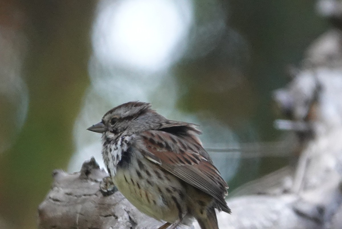 Song Sparrow (heermanni Group) - ML620507004