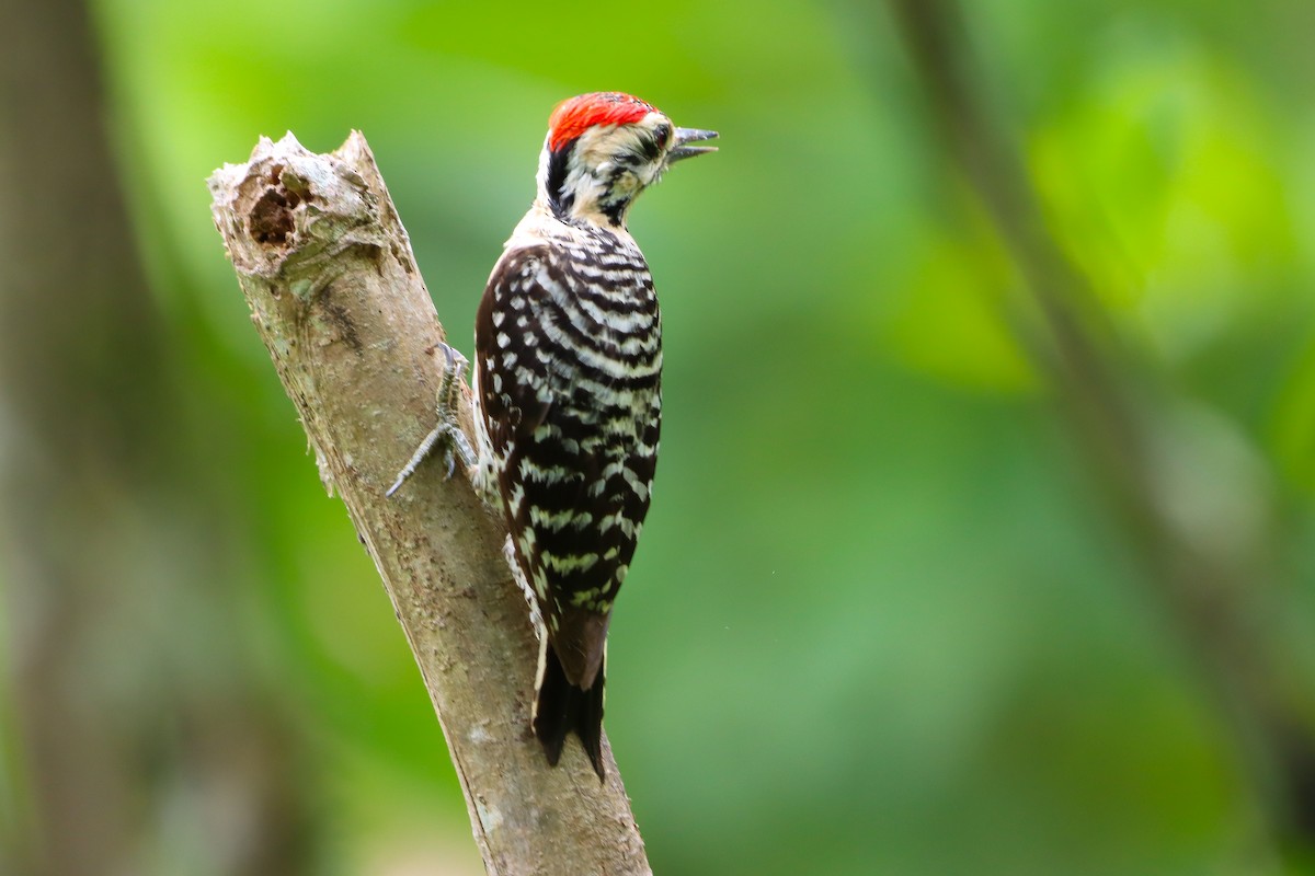 Ladder-backed Woodpecker - ML620507008