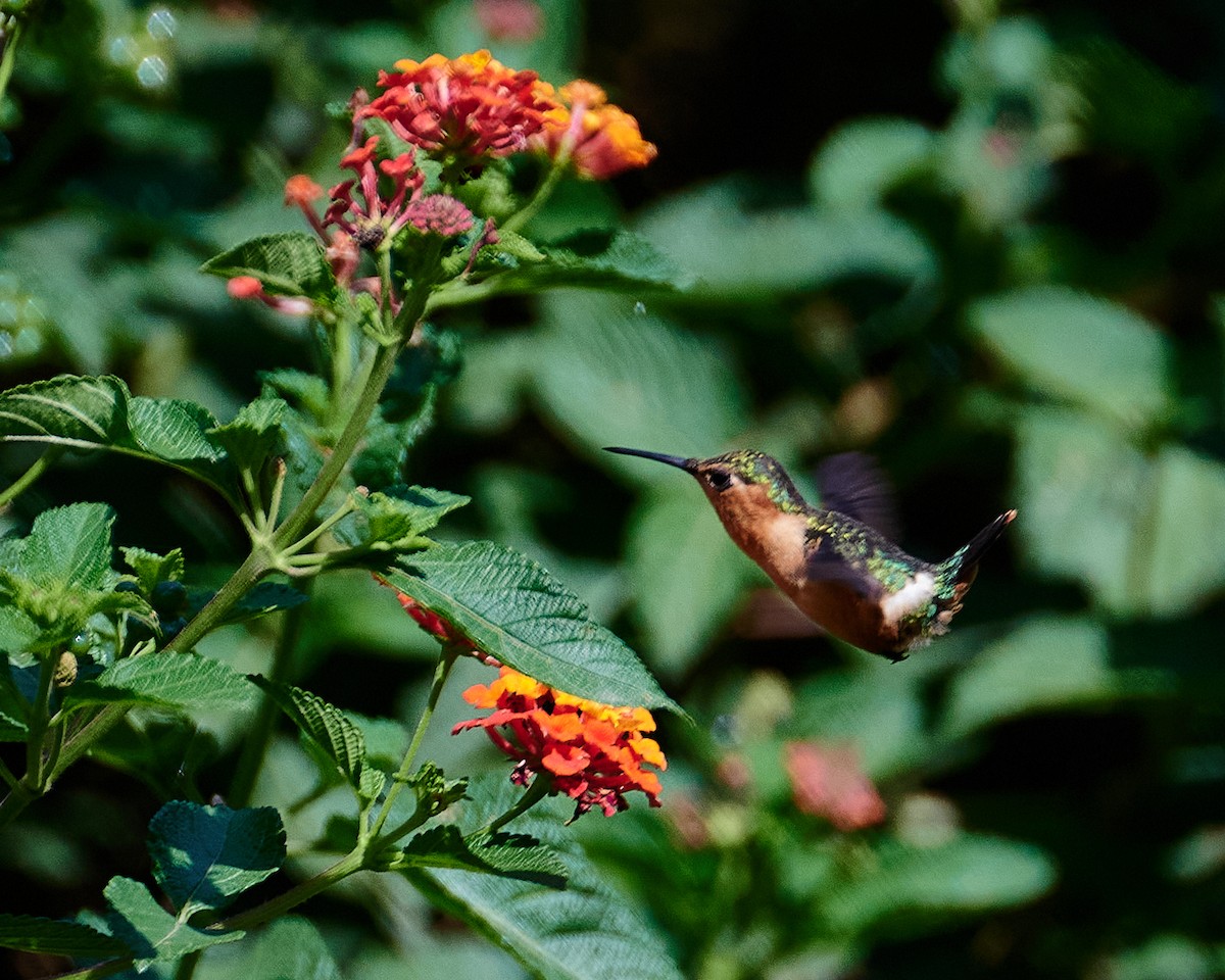 Sparkling-tailed Hummingbird - ML620507009