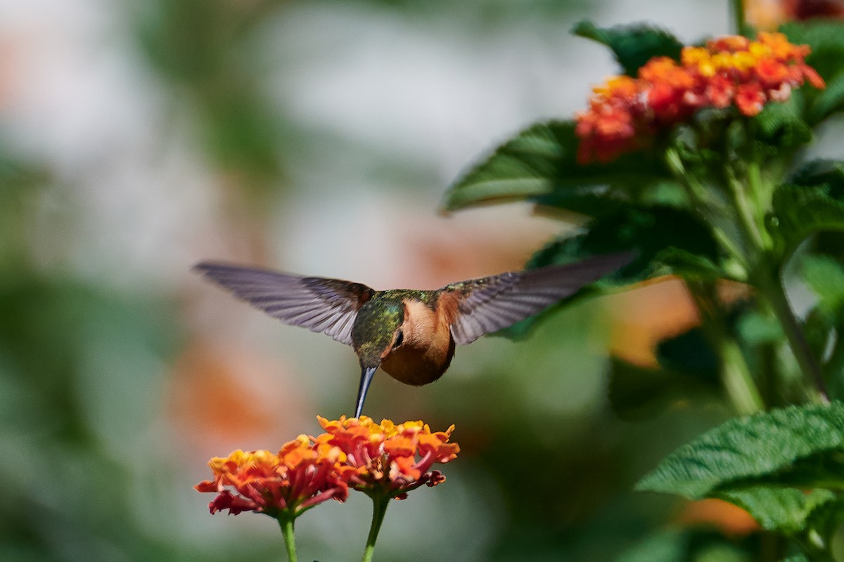 Colibrí de Dupont - ML620507010