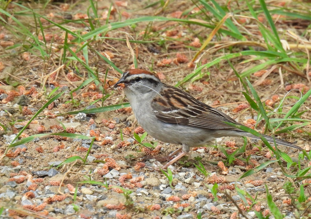 Chipping Sparrow - ML620507013