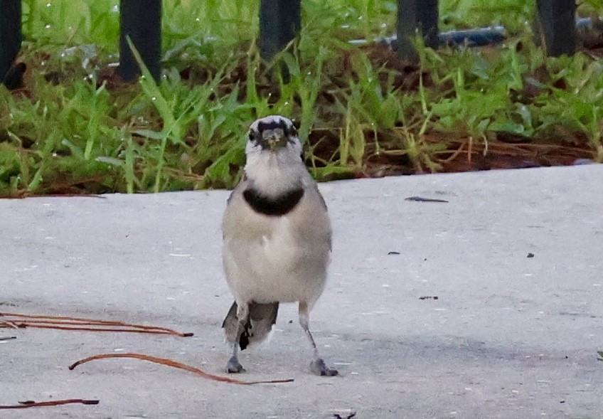 Blue Jay - Audrey Appleberry