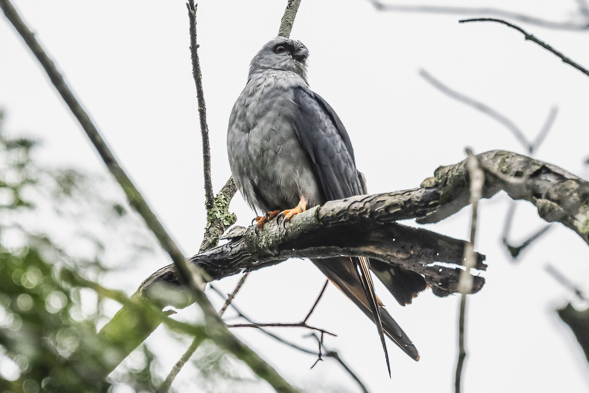 Plumbeous Kite - ML620507017