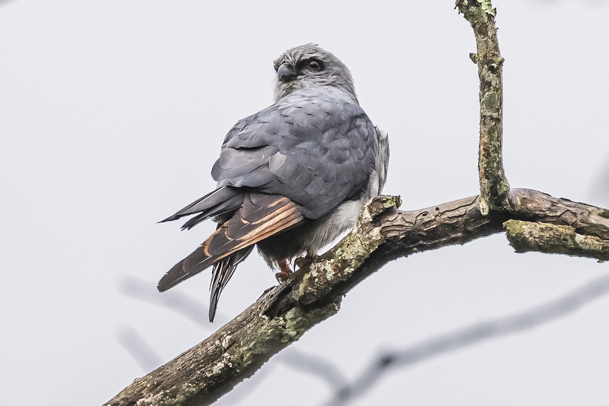 Plumbeous Kite - Amed Hernández