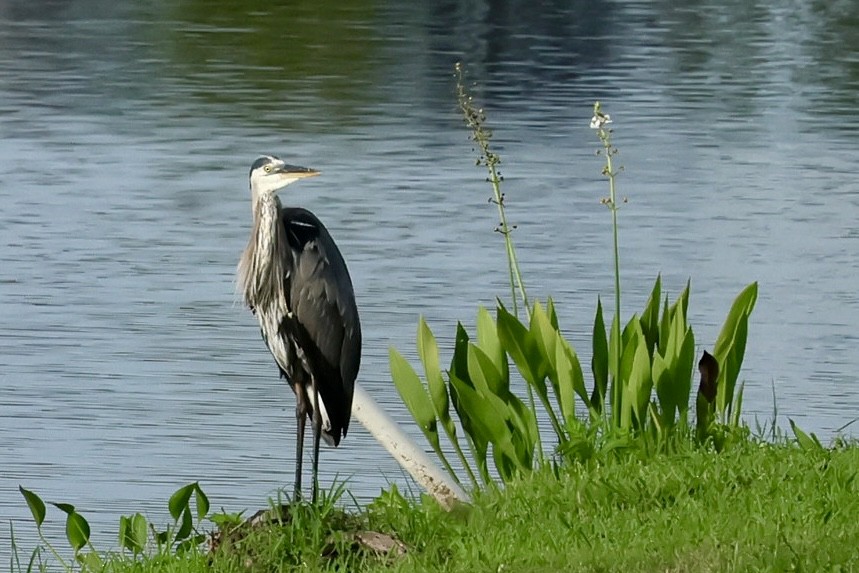 Great Blue Heron - ML620507022