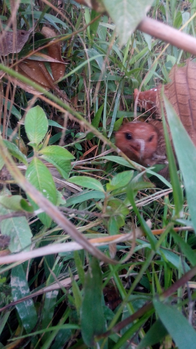 Oilbird - ML620507024