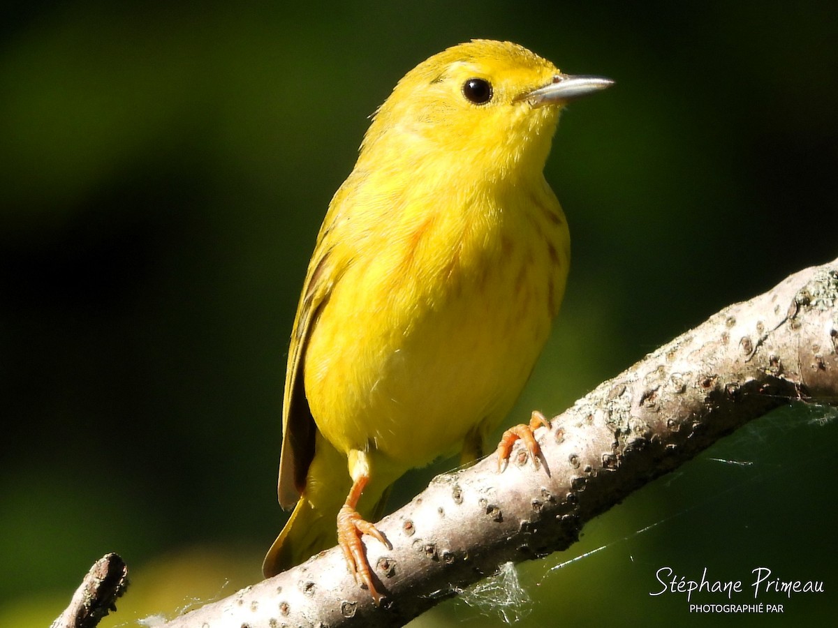 Yellow Warbler - Stéphane Primeau