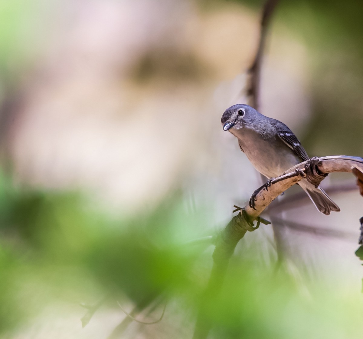 Plumbeous Vireo - ML620507027