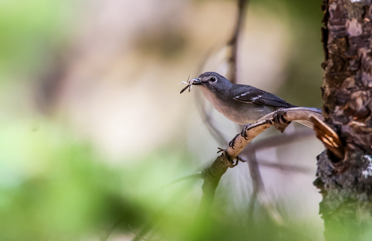 Plumbeous Vireo - ML620507029