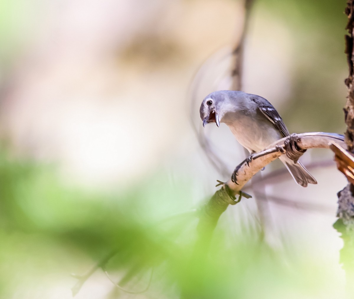 Plumbeous Vireo - ML620507030