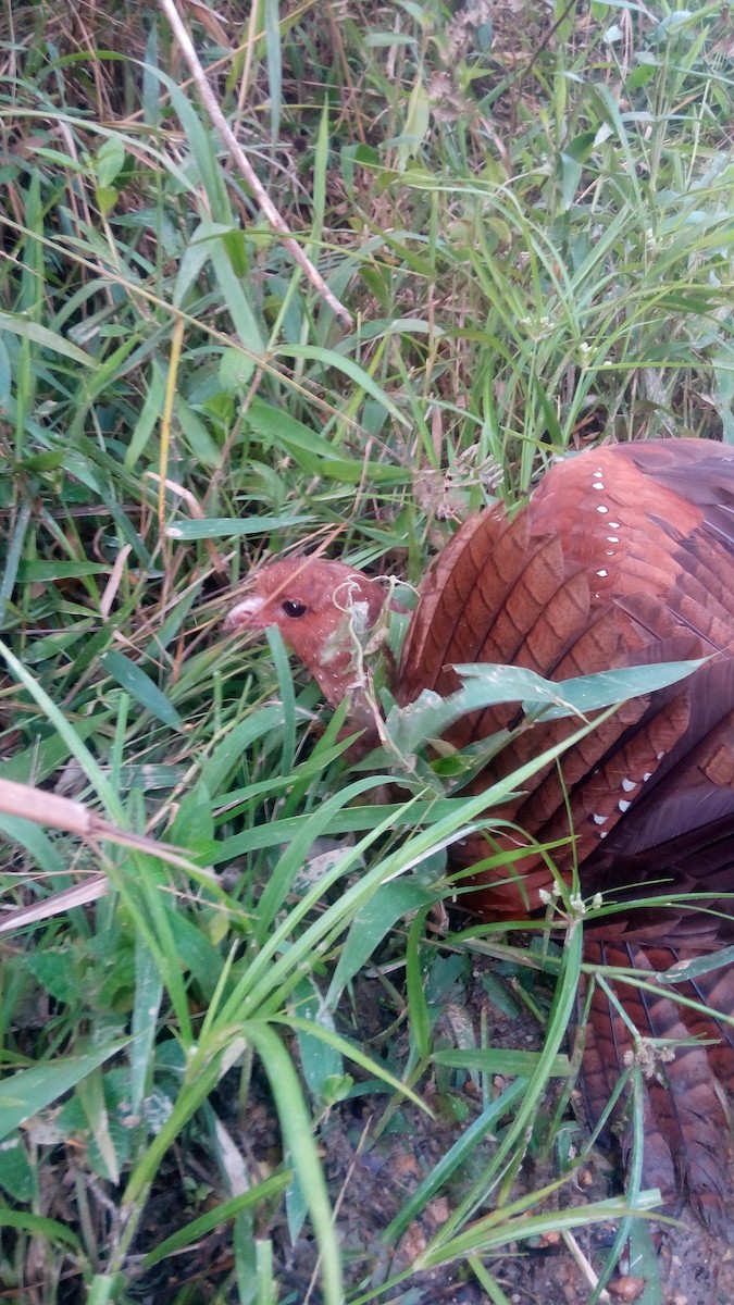 Oilbird - ML620507033