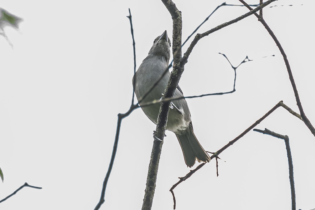 Sayaca Tanager - ML620507034