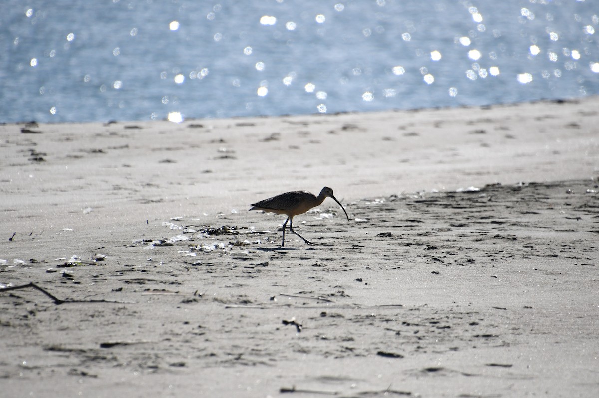 Long-billed Curlew - ML620507037