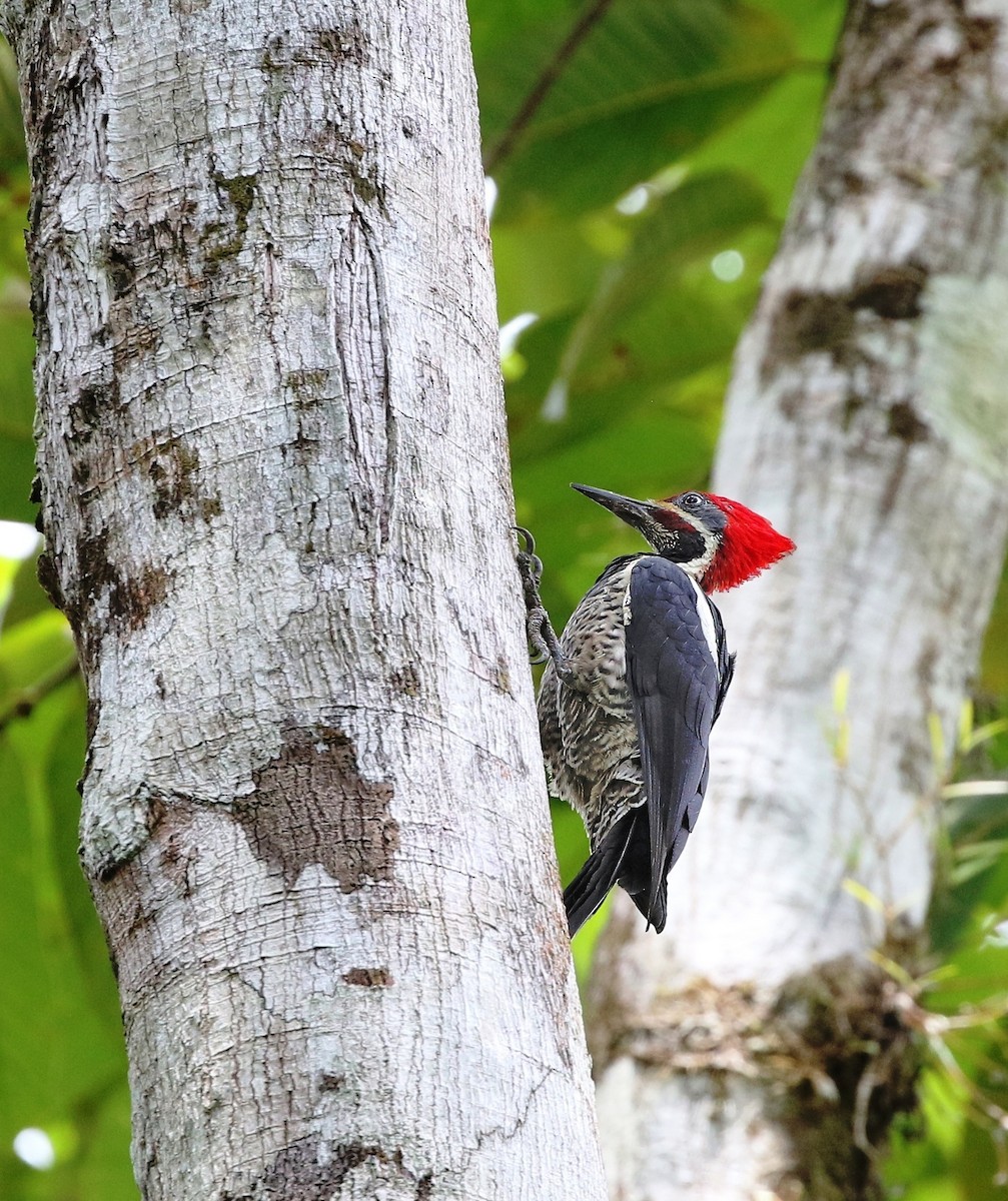 Lineated Woodpecker (Lineated) - ML620507043