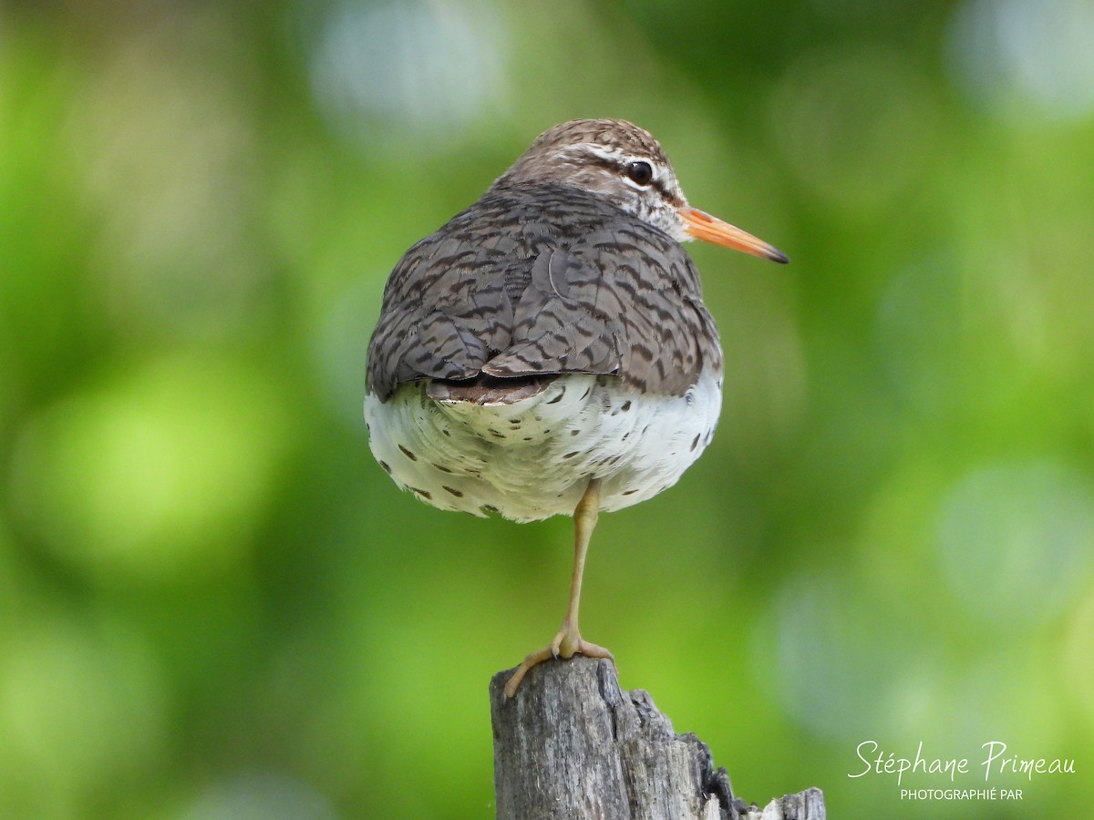 Spotted Sandpiper - ML620507046