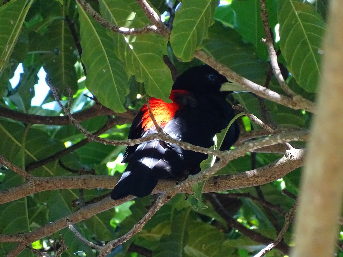 Red-rumped Cacique - ML620507048