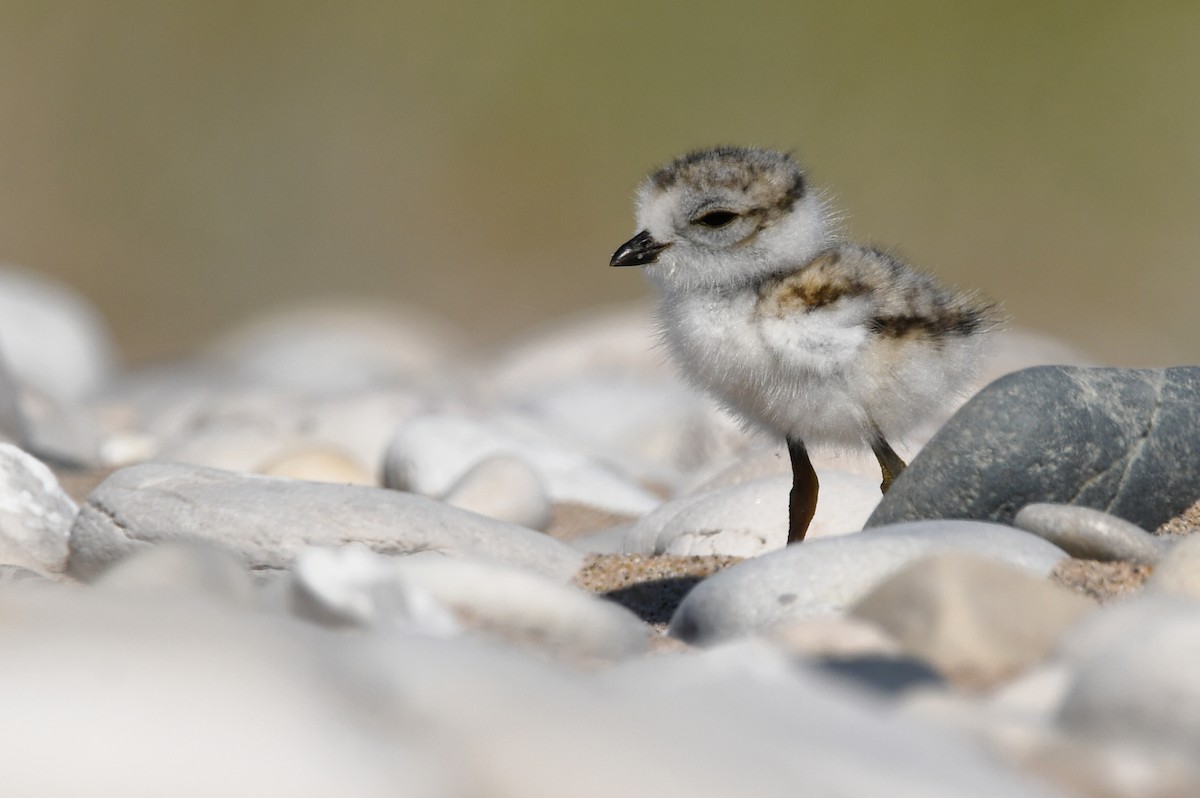 Piping Plover - ML620507054