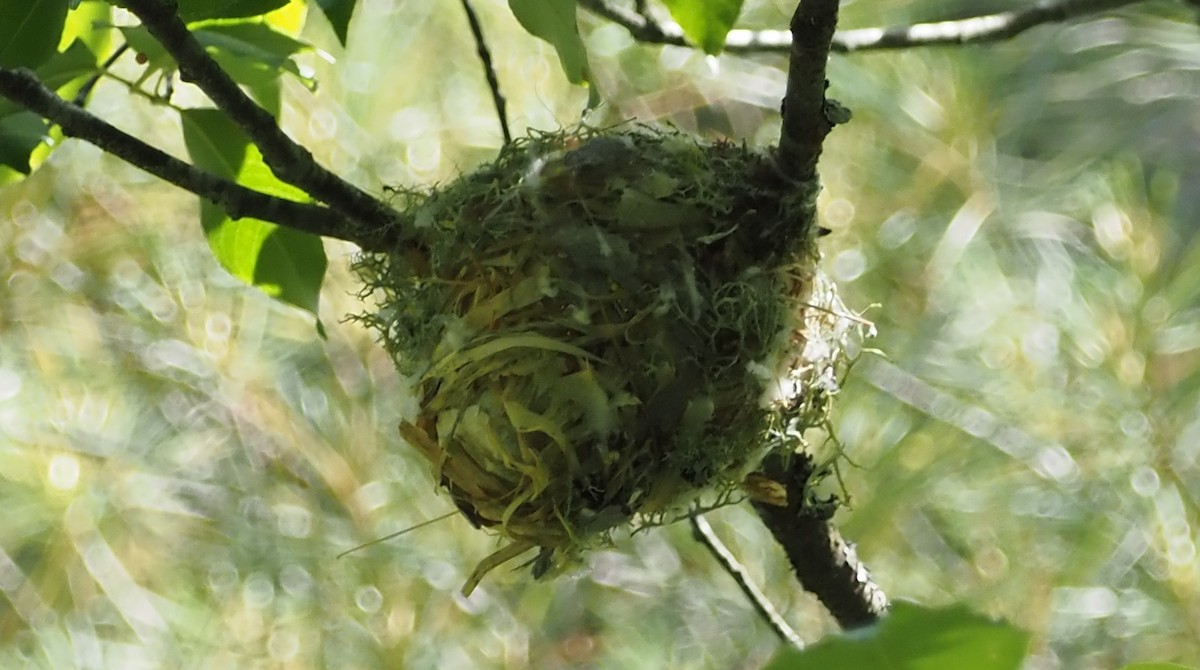 Blue-headed Vireo - ML620507055