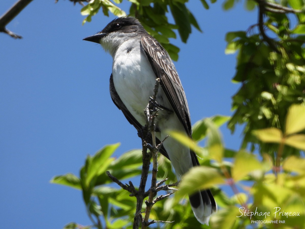 Eastern Kingbird - ML620507057