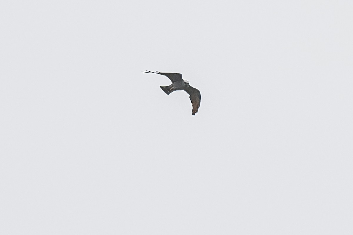 Plumbeous Kite - ML620507059