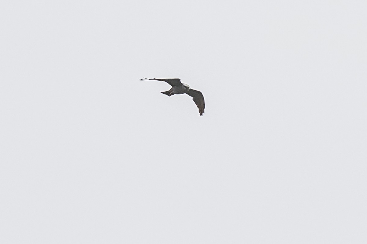 Plumbeous Kite - ML620507060