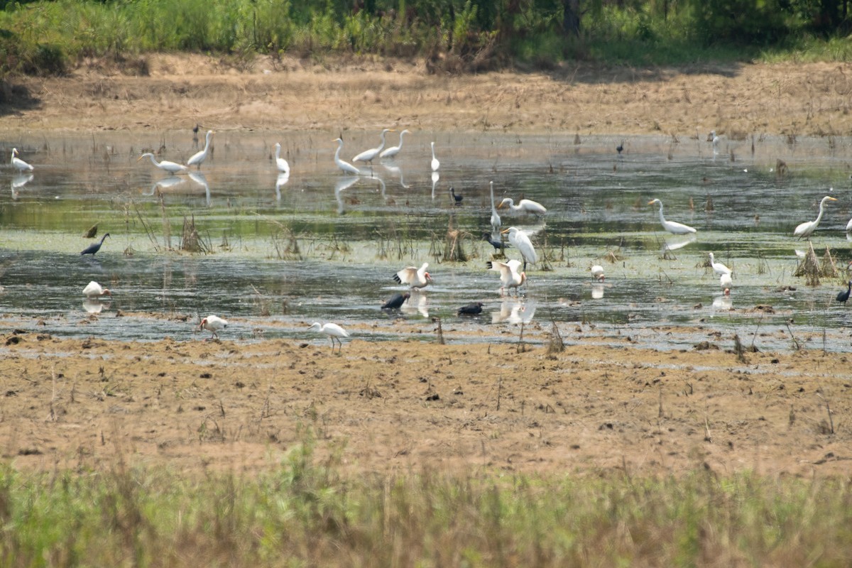 Great Egret - ML620507062