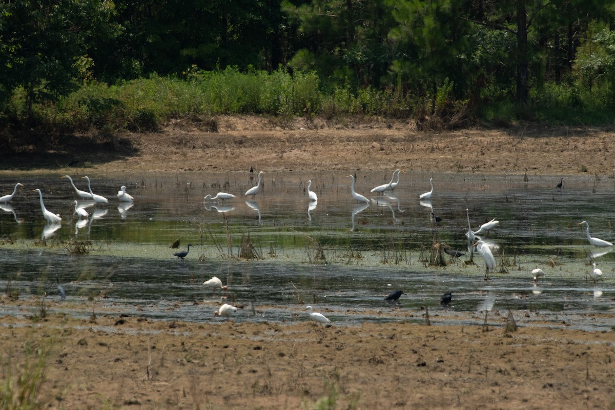 Great Egret - ML620507063