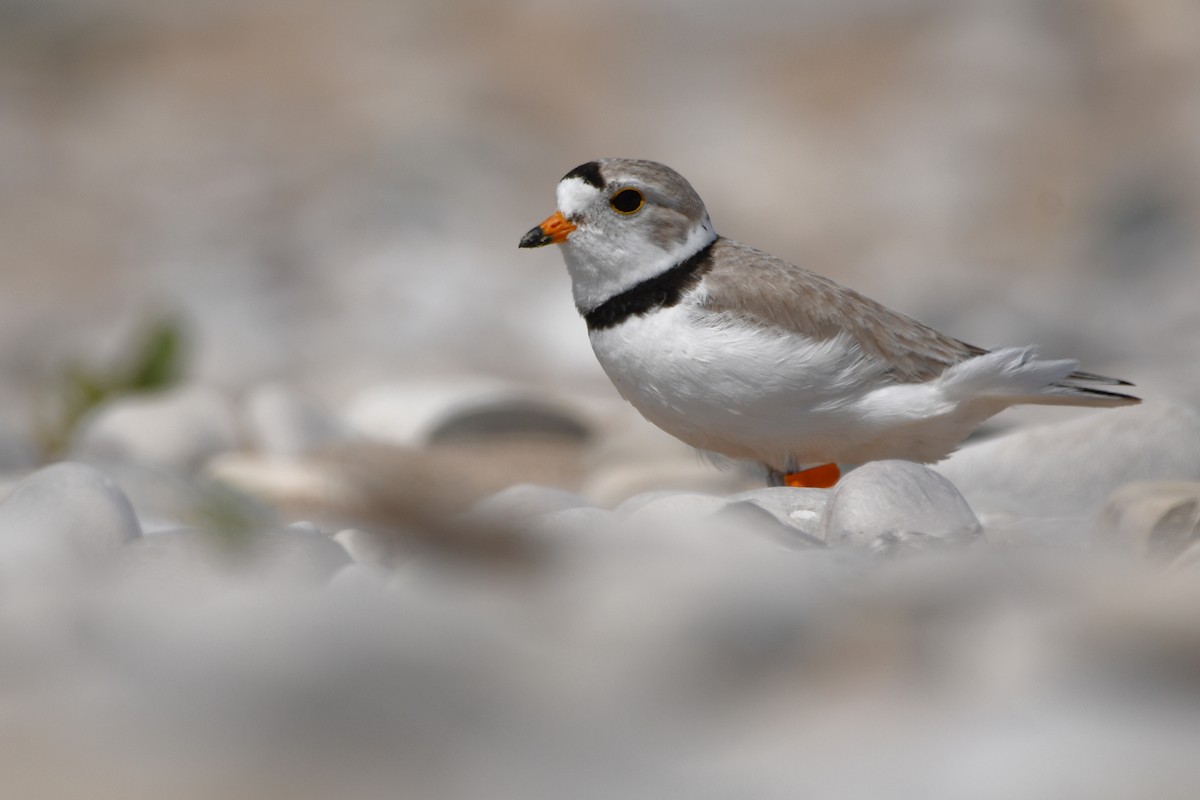 Piping Plover - ML620507070